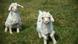 Angora goats Angora goats