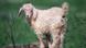 Angora goat Angora goat