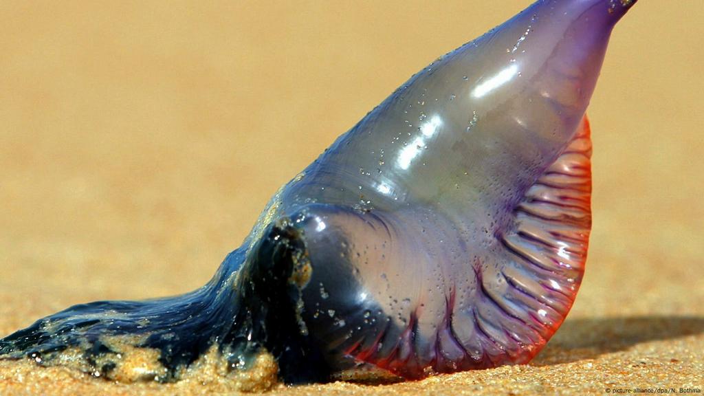 Tourists Stung By Poisonous Jellyfish In Thailand Dw Travel Dw 02 18