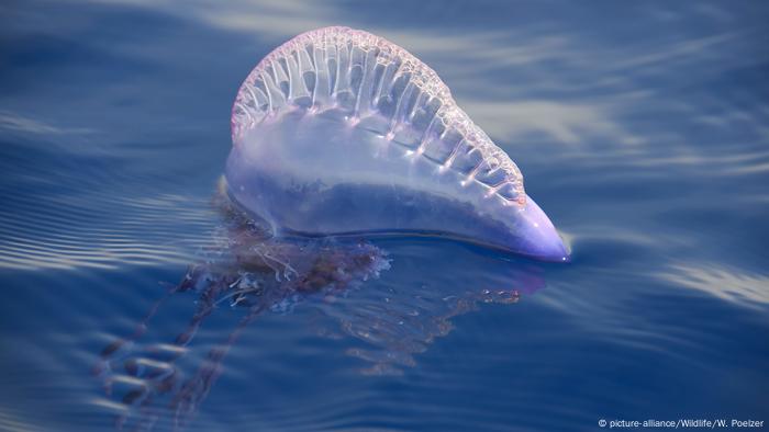 Tourists stung by poisonous jellyfish in Thailand | DW Travel | DW |  20.02.2018