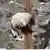 图为芬兰艾赫泰里动物园的雌性大熊猫Lumi（中文名“金宝宝”）