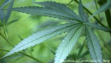 Cannabis Mariuhana Blatt (picture-alliance/dpa/O. Berg)