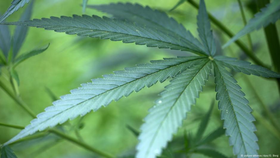 5 Facts About Cannabis Laws In Germany News And Current Affairs From Germany And Around The World Dw 10 03 2018