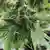 Cannabis Marihuana Pflanze Blüte