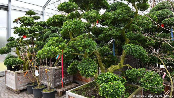 Mietpflanzen wachsendes Geschäftsfeld (picture-alliance/dpa/B. Settnik)