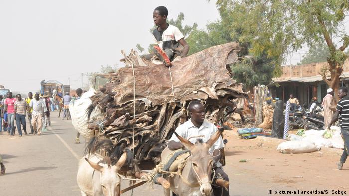 Trgovina magarećim kožama u Bzurkini Faso je u međuvremenu zabranjena