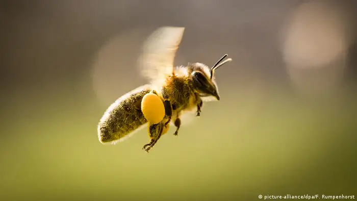  EU-Behörde: Pestizide schädigen Bienen (picture-alliance/dpa/F. Rumpenhorst)