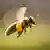 EU-Behörde: Pestizide schädigen Bienen