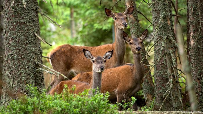 Bavarian forest