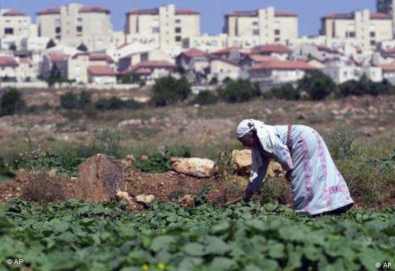 Palästinensische Frau arbeitet auf einem Feld bei Givat Zeev (Foto: AP)