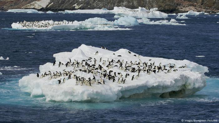 Danger Island | Adelie Pinguine (imago/Bluegreen Pictures)