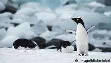 Hallan microplásticos en el organismo de pingüinos de la Antártida