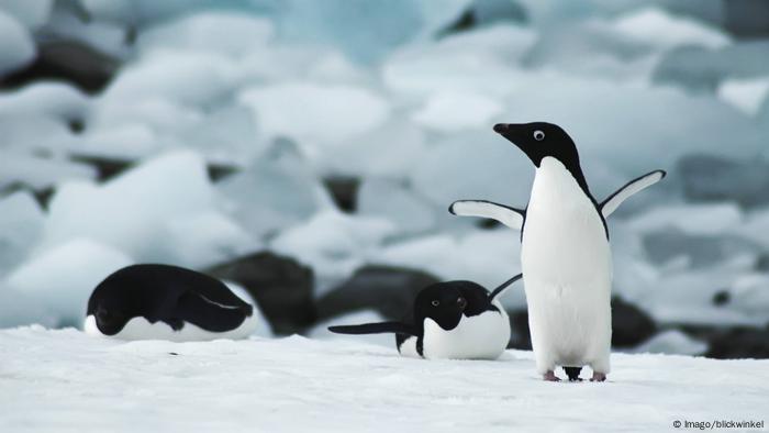 Adelaide Pinguine in der Antarktis