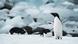 Antarktis | Adelaide Pinguine Antarktis | Adelaide Pinguine