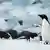 Antarktis | Adelaide Pinguine