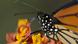 A monarch butterfly feeds on flowers A monarch butterfly feeds on flowers