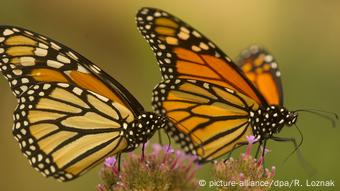 Monarchfalter Mexiko Schmetterlinge