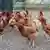 Gratis-Hühner zum Müll-Sparen im Elsass