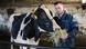 The cow Lady Gaga with owner Henrik Wille The cow Lady Gaga with owner Henrik Wille