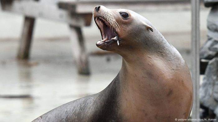 Deutschland - Behörden prüfen Lautstärke der Seelöwen in Kölner Zoo (picture-alliance/dpa/H. Kaiser)