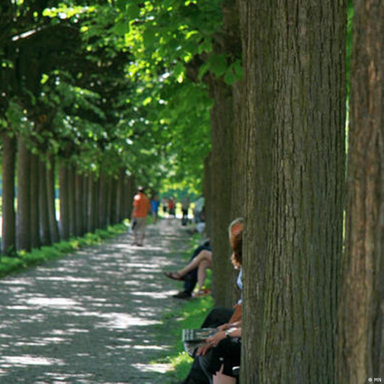 Trees are vital for cooler cities, but they need help too
