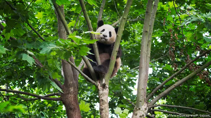 Großer Panda-Bär in China