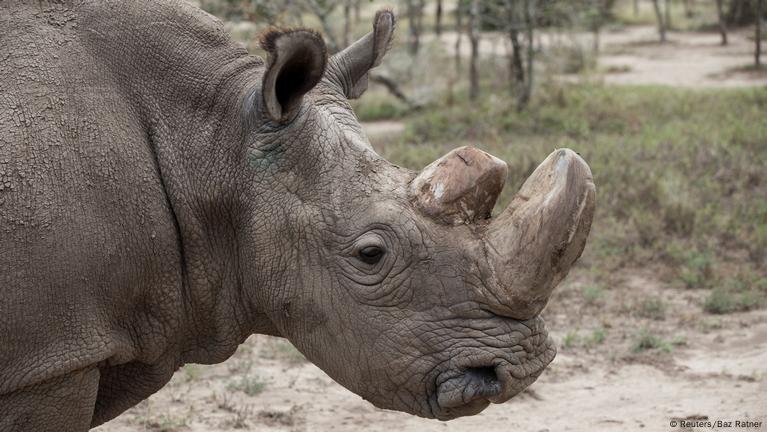 Northern White Rhino Rescue Breakthrough