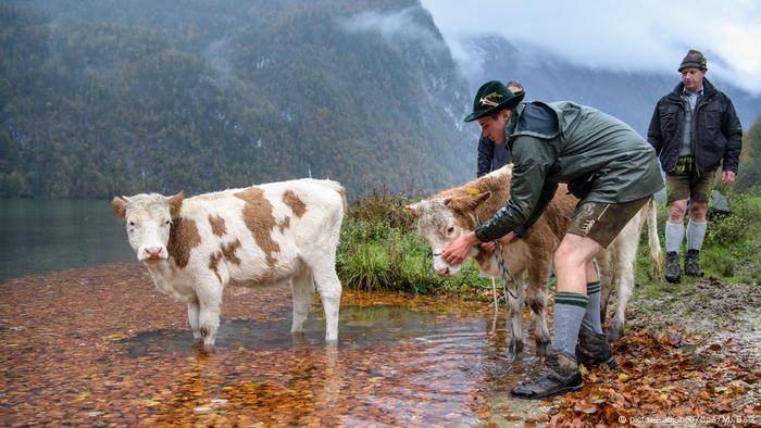 Bildergalerie Katholikentag Münster 2018 | Almabtrieb am Königssee (picture-alliance/dpa/M. Balk)