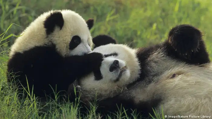 Großer Panda | Mutter mit Jungtier