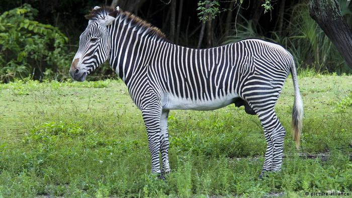 Grevy-Zebra, Grevyzebra