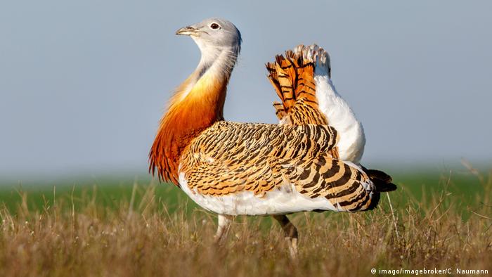 How to protect the great bustard, one of the world′s heaviest flying birds  | Environment | All topics from climate change to conservation | DW |  06.04.2018