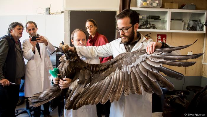 Wild Animals Need Hospitals Too Environment All Topics From Climate Change To Conservation Dw 13 04 18