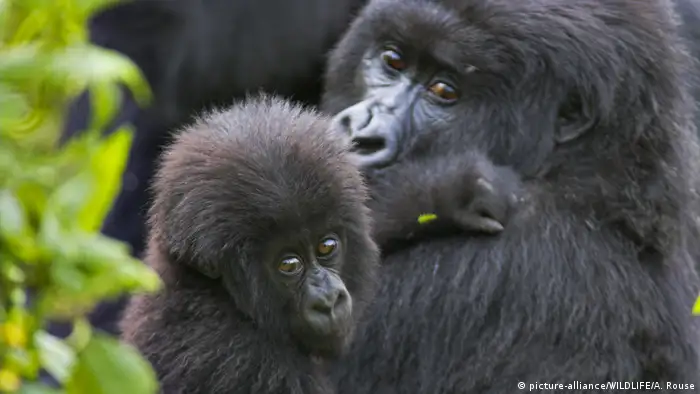 An eastern mountain gorilla mother with her infant. The infant is looking towards the camera