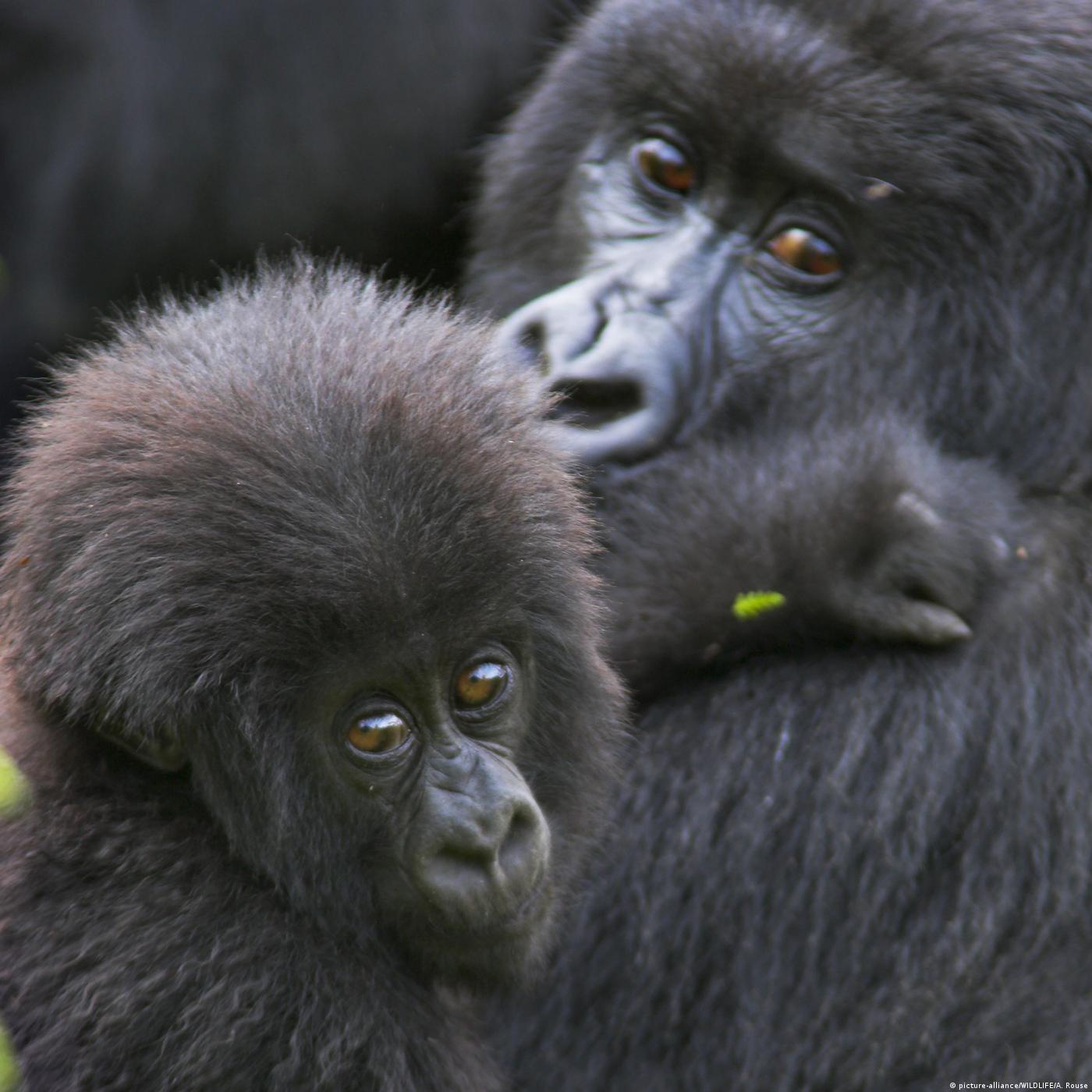 Living Planet: Journeys to Africa