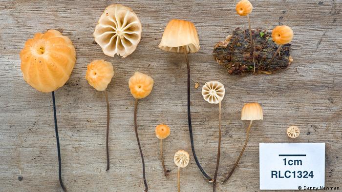 Fungi (photo: Danny Newman)