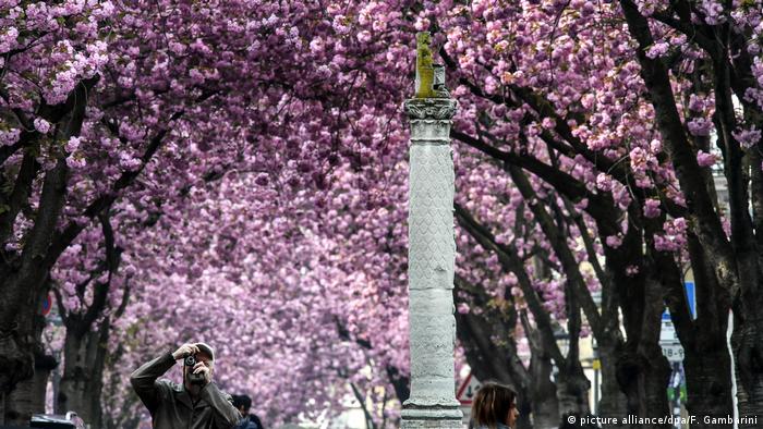 Cherry blossom in Bonn 