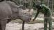Sudan, the last white northern rhino Sudan, the last white northern rhino