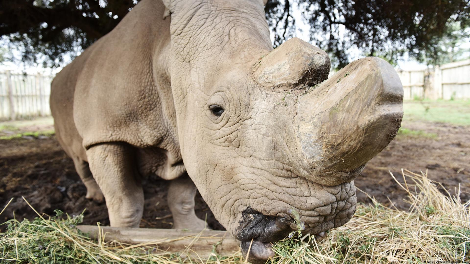 Researchers create hybrid rhino embryos – DW – 07/04/2018