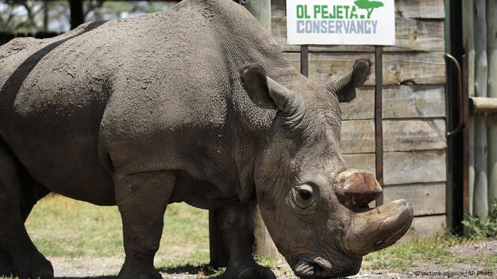 albino rhino number albino rhino number