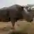 Северный белый носорог Судан