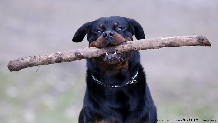 A rottweiler with a stick