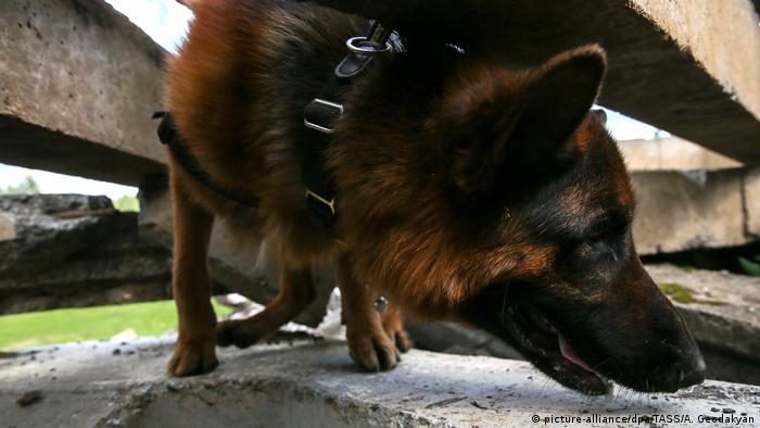 A German Shepherd of the Russian Emergency Situations Ministry's search and rescue dog unit