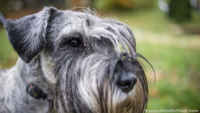 A schnauzer at a dog festival and competition dedicated to World Animal Day is celebrated in Kyiv, Ukraine