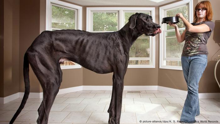 World's tallest dog from 2013