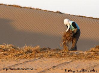 Eine vermummte Person stabilisiert mit Heu eine Sanddüne in einer chinesischen Wüste (Foto: dpa)
