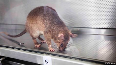 Bebê é comido vivo por rato gigante dentro da própria casa