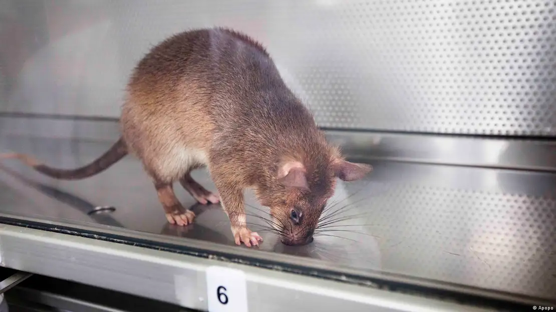 Conheça o marsupial que se parece com um rato e voa igual a um