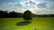 Baum auf Wiese mit Schatten und Himmel Baum auf Wiese mit Schatten und Himmel