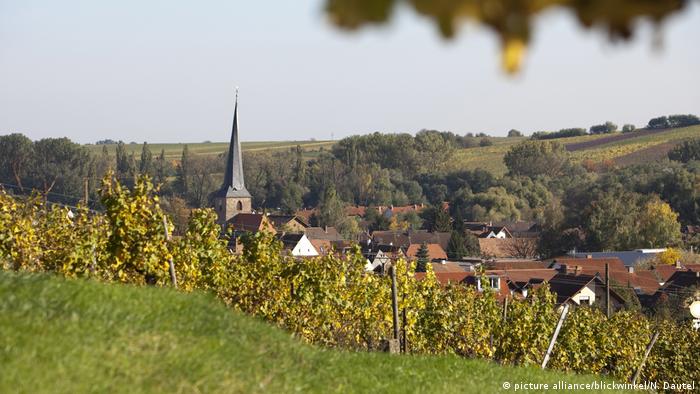 A vineyard in the sunshine in Rhineland-Palatinate