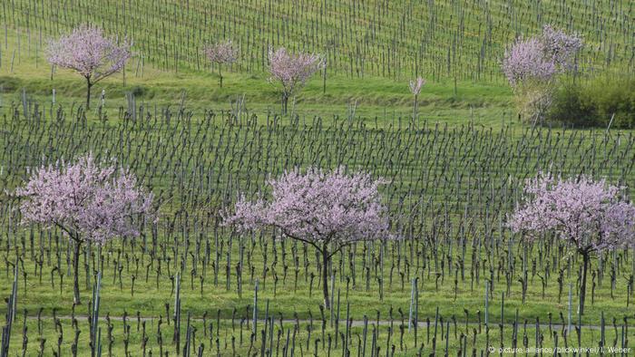 Blooming almond trees